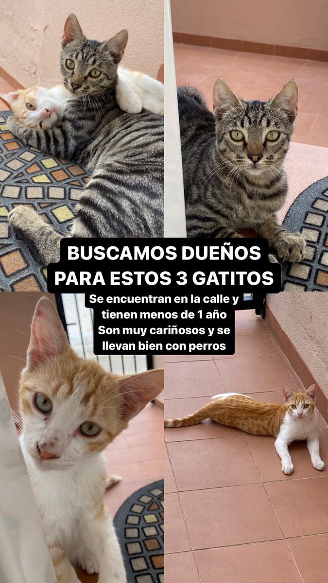 SanzCasero's tweet photo. buscamos dueños para estos 3 gatitos 
difusión porfi🙏🙏🙏 https://t.co/ajI1cxCS9Q