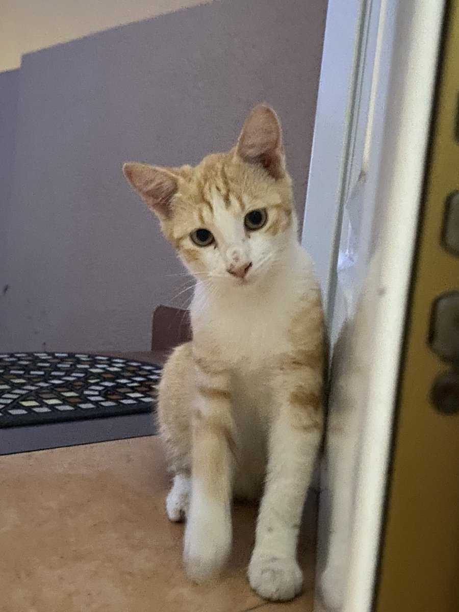 SanzCasero's tweet photo. buscamos dueños para estos 3 gatitos 
difusión porfi🙏🙏🙏 https://t.co/ajI1cxCS9Q