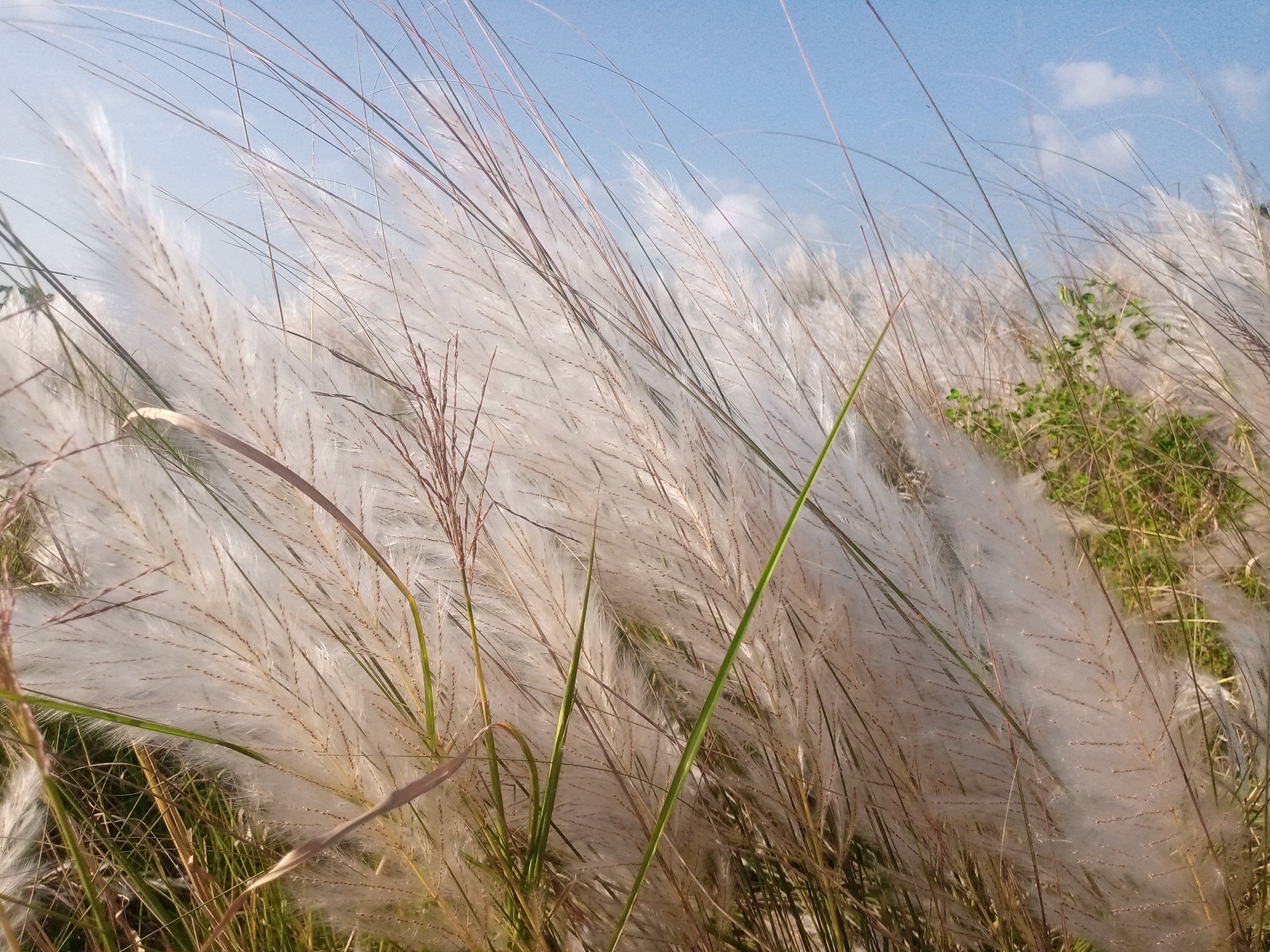 ব্রহ্মপুত্রের তীরে শুভ্রতা ছড়াচ্ছে কাশফুল