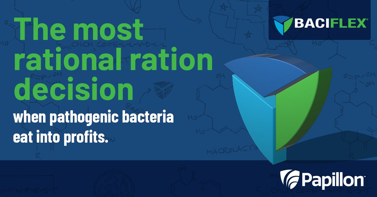 At Papillon, we know one size never fits all. That’s why we do regular on-farm sampling to customize BaciFlex® by region and maximize efficacy. Come see the full advantages BaciFlex can deliver to your herd. papillon-ag.com/products/bacif…