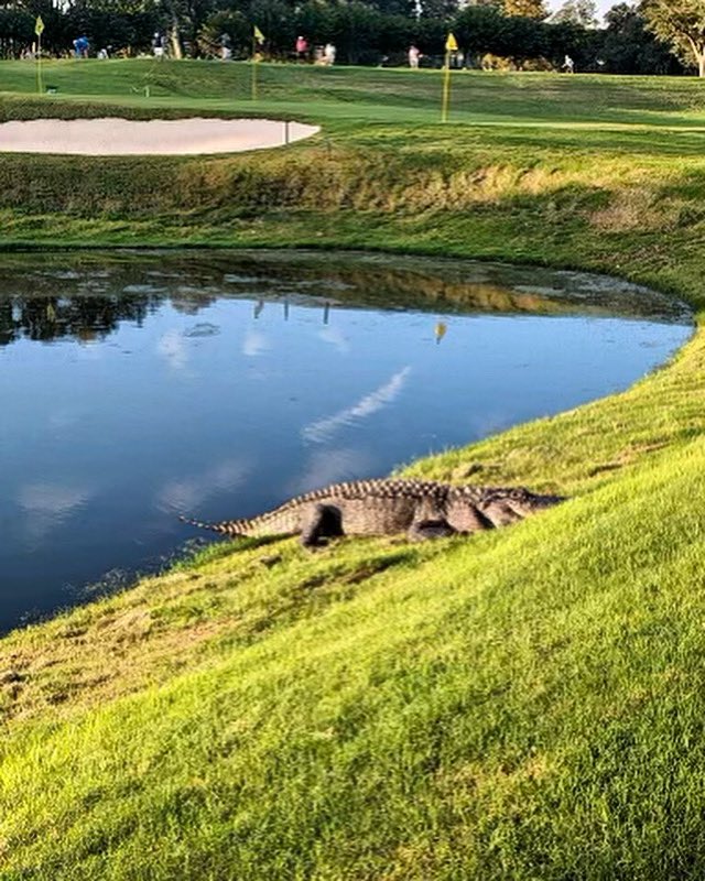 Even our resident Gator stopped by to check out the new Practice Bunker by the First Tee that is now open and ready to use. 🐊⛳️ #dunesgolfandbeachclub