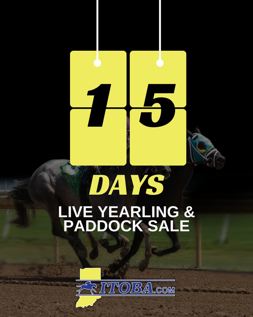 TOBAIndiana's tweet photo. Get ready - we're just 15 days away from our Live Yearling &amp; Paddock Sale! Join us at the Horseshoe Indianapolis Receiving Barn at 1 PM or online at https://t.co/K1Bhm32mcL.

#horseracing #thoroughbred #racehorse #yearling #yearlingsale #INDBred #INDSired https://t.co/VQRbWzeZS3