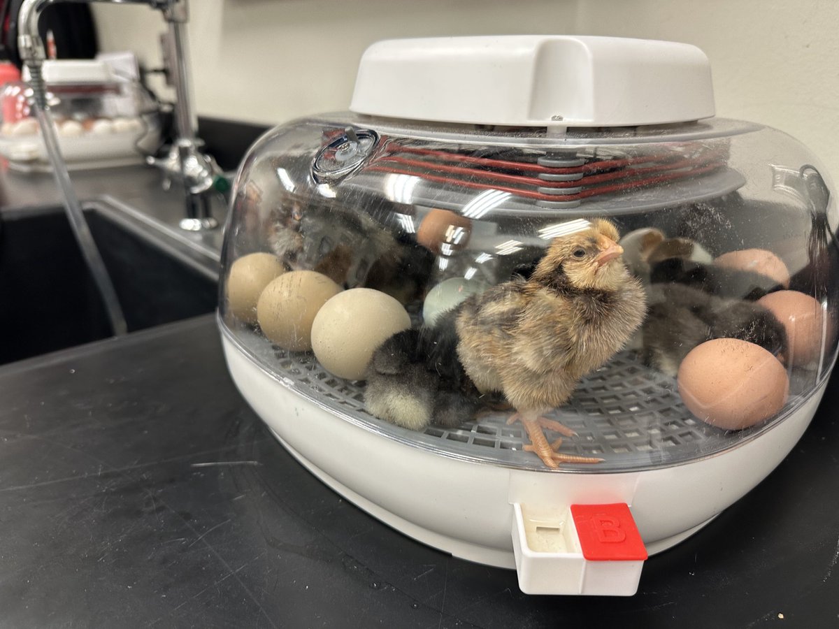 Big day in the EHS animal science class as students create bone models as part of their anatomy unit, and, the chicks are hatching! #agscience ⁦@EHS_Cardinals⁩ ⁦@EudoraSchools⁩