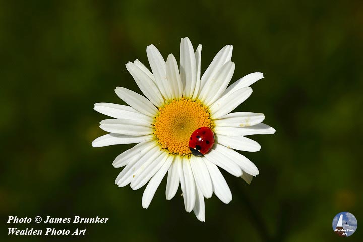 A #ladybird on the flower of an ox-eye #daisy for #FlowerFriday, this and more available as #prints and on gifts here, FREE SHIPPING in UK: lens2print.co.uk/albumview.asp?…
#AYearForArt #BuyIntoArt #FlowersOnFriday #flowers #whiteflowers #naturelovers #nature #insect #wildlife #floralart