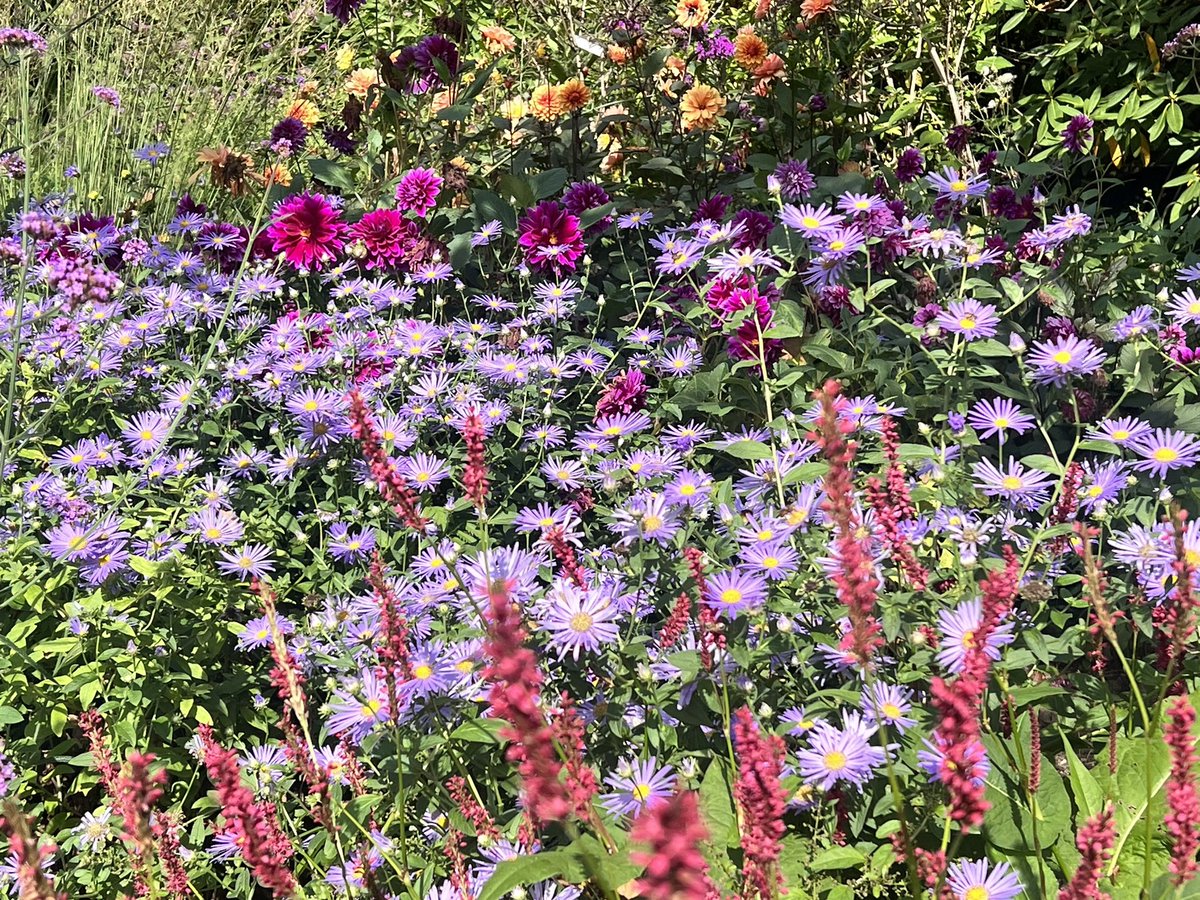 September is full of surprises to enjoy and get inspiration @bordehillgarden 

#perennialplants #latesummercolour #sussexgardens #asters