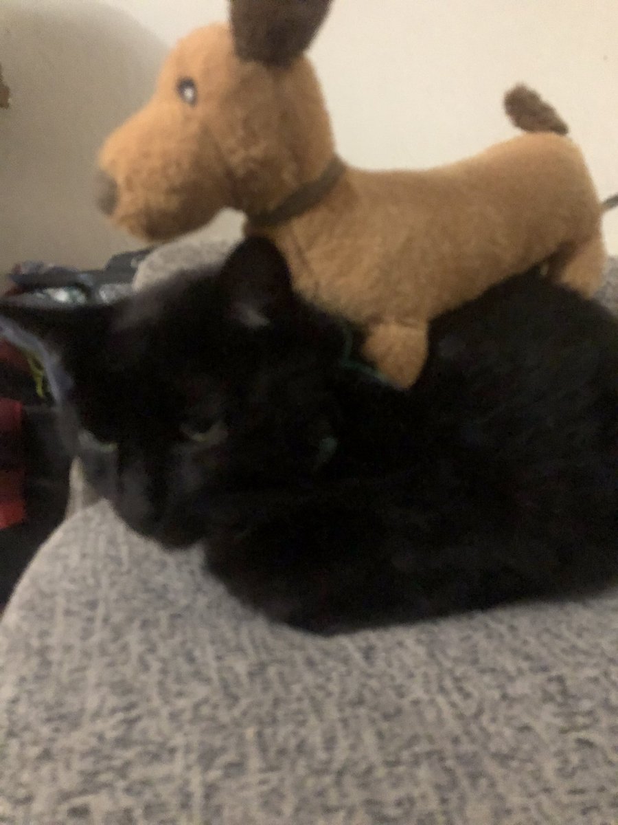 Pixelkixel99 tweet media