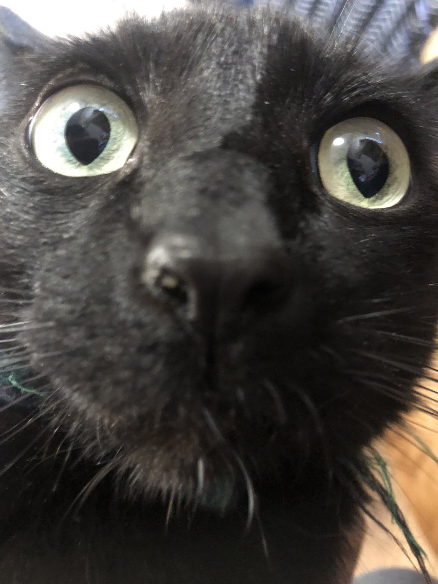 Pixelkixel99 tweet media