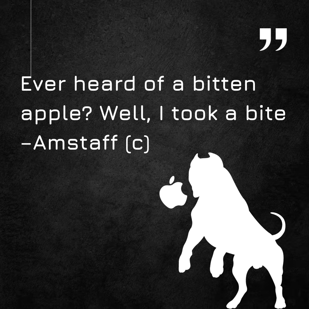 Amstaff tweet media
