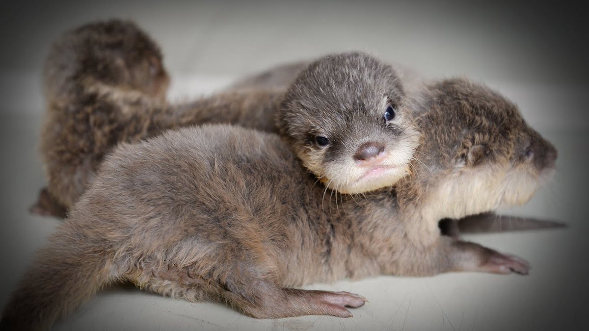 OtterAnHour's tweet photo. https://t.co/OnBj9bQN7M