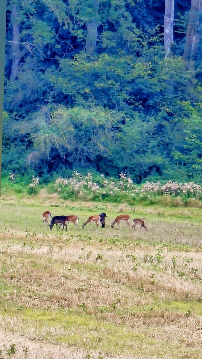 AMYS1987's tweet photo. What a beautiful view 😍 
#deer #stags #wildlife #wildlifephotography #deers @itvwestcountry @BBCCountryfile @WodcNews @wildlife #DailyPictureTheme @MailOnline https://t.co/K9bgTp3kxu