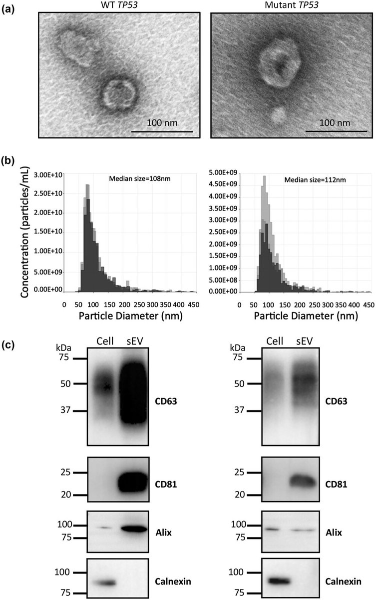 🥂Read in #JExBio🥂Here @maureen_labbe et al present data that supports the existence of cellular mechanisms associated with TP53 mutations which control the non coding RNA content of small #EVs in melanoma. Read the full text here👉bit.ly/3r0CnxO