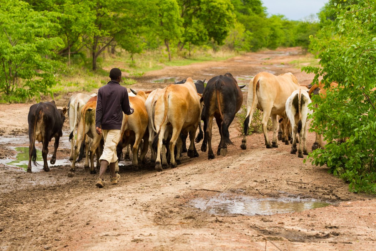 COLLABORATION:
Global partnership for Rift Valley Fever vaccine unveiled

Great news! - <a href="/CEPIvaccines/">CEPI</a> and <a href="/ucdavis/">UC Davis</a> have partnered to advance human trials for a promising #RiftValleyFever vaccine candidate. This global collaboration involves an investment of $28.5M to test the