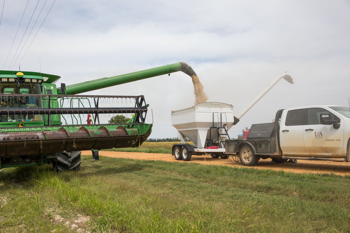 NEArkRice's tweet photo. Rice harvest is here🌾🌾

In 2022, Arkansas rice farmers planted over 1 million acres of rice and harvested close to 200 million bushels. That’s more than 8 billion pounds of Arkansas rice!

#ARice
#RiceHarvest
@ArkAgResearch @AginArk https://t.co/IR24UnQNha
