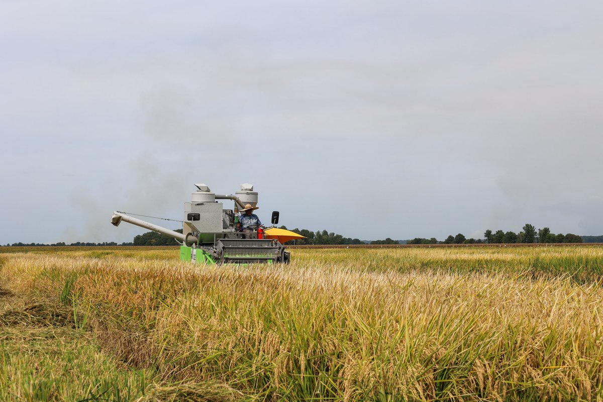 NEArkRice's tweet photo. Rice harvest is here🌾🌾

In 2022, Arkansas rice farmers planted over 1 million acres of rice and harvested close to 200 million bushels. That’s more than 8 billion pounds of Arkansas rice!

#ARice
#RiceHarvest
@ArkAgResearch @AginArk https://t.co/IR24UnQNha