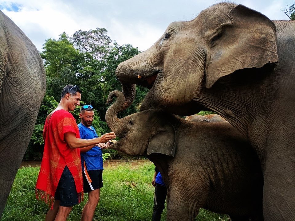 chokchai_camp's tweet photo. 🐘 Did you know that elephants need vitamins too? 🌿🌞 From vitamin A for their vision to vitamin D for strong bones, these gentle giants have unique nutritional needs. 🌱🦷 Discover the essential vitamins that keep elephants thriving! 🌿🐘 #ElephantFacts #WildlifeNutrition https://t.co/BjfpWRHIzK