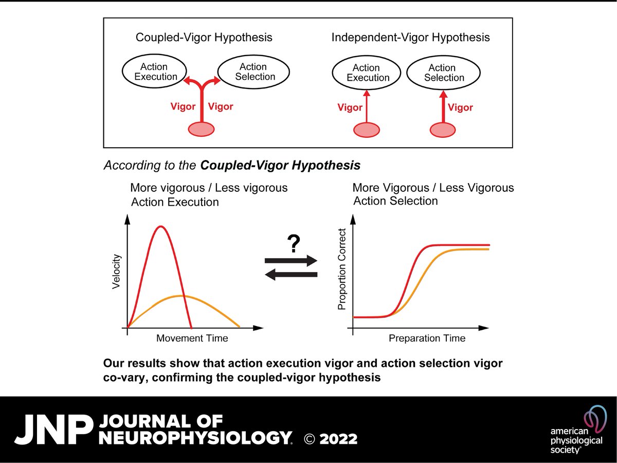 JNeurophysiol's tweet photo. 📃"Evidence for a common mechanism supporting invigoration of action selection and action execution" by Kahori Kita et al.

🖱 https://t.co/6pz21uBQch

@kahori222 @adrianhaith #ActionSelection #ActionExecution #reaching #SpeedAccuracyTradeOff https://t.co/Mzy2G8dNMY