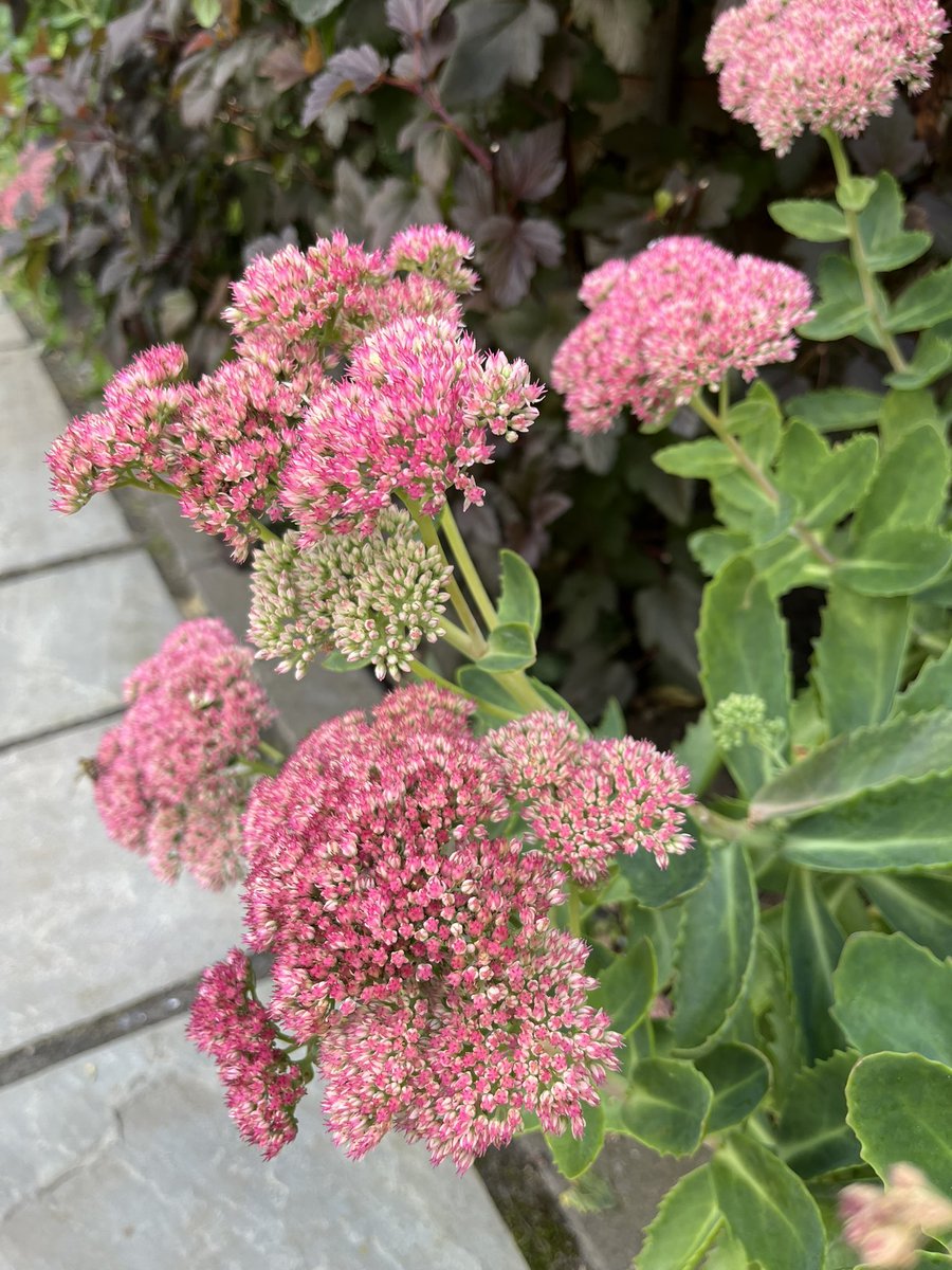 angietange's tweet photo. Sedums are turning a beautiful pink! Autumn will be here in a blink! 
#sedums
#naturelovers 
#Flowers 
#AutumnIsComing https://t.co/0ojNM4W1md