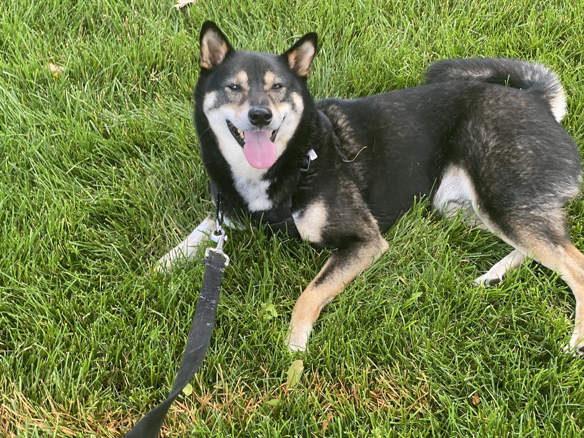 MRC_0011's tweet photo. @meettinayeg Say hello to Chewy 🥰 https://t.co/4gGpyaROmv