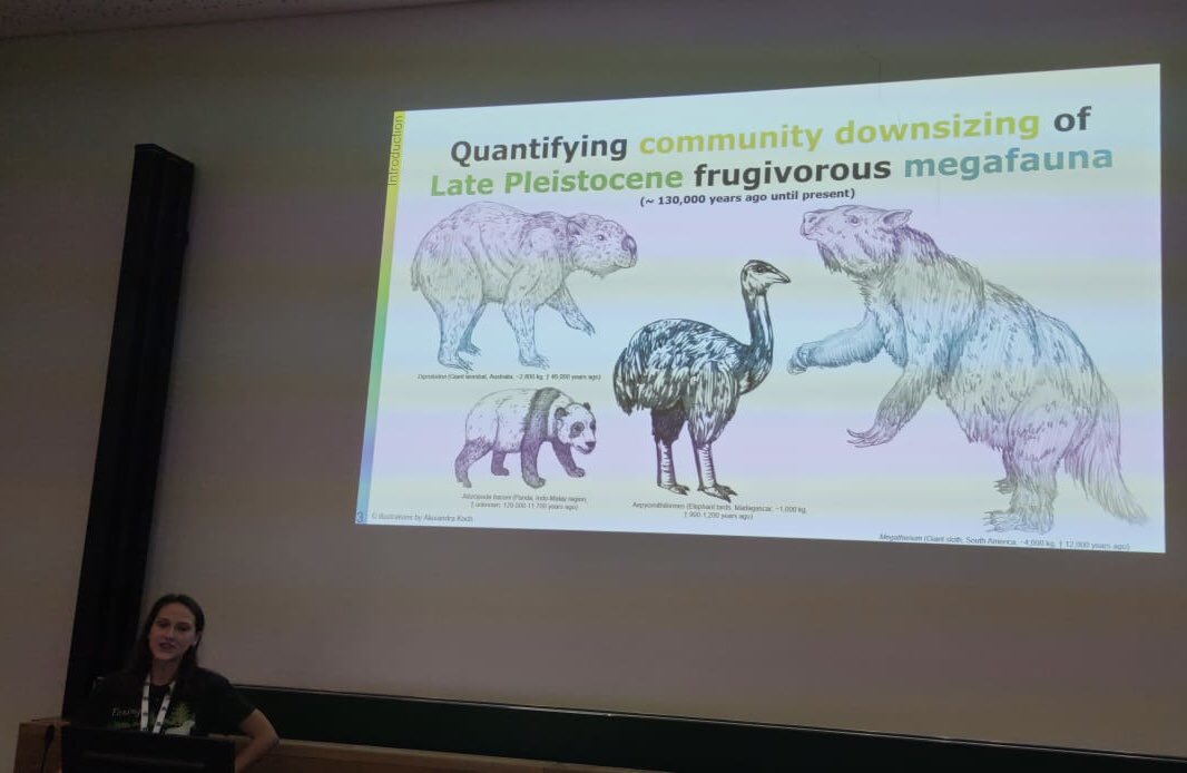 FriederikeWolke's tweet photo. Very excited that I had the opportunity to present our recent work on Africa being an evolutionary arena for large fruits 🐘🌴🍈at #gfoe2023 (https://t.co/EfBXLQsHCr). Thanks to everyone who contributed to a great session on Marcoevolution of Dispersal!! https://t.co/KB4dwWCxnV