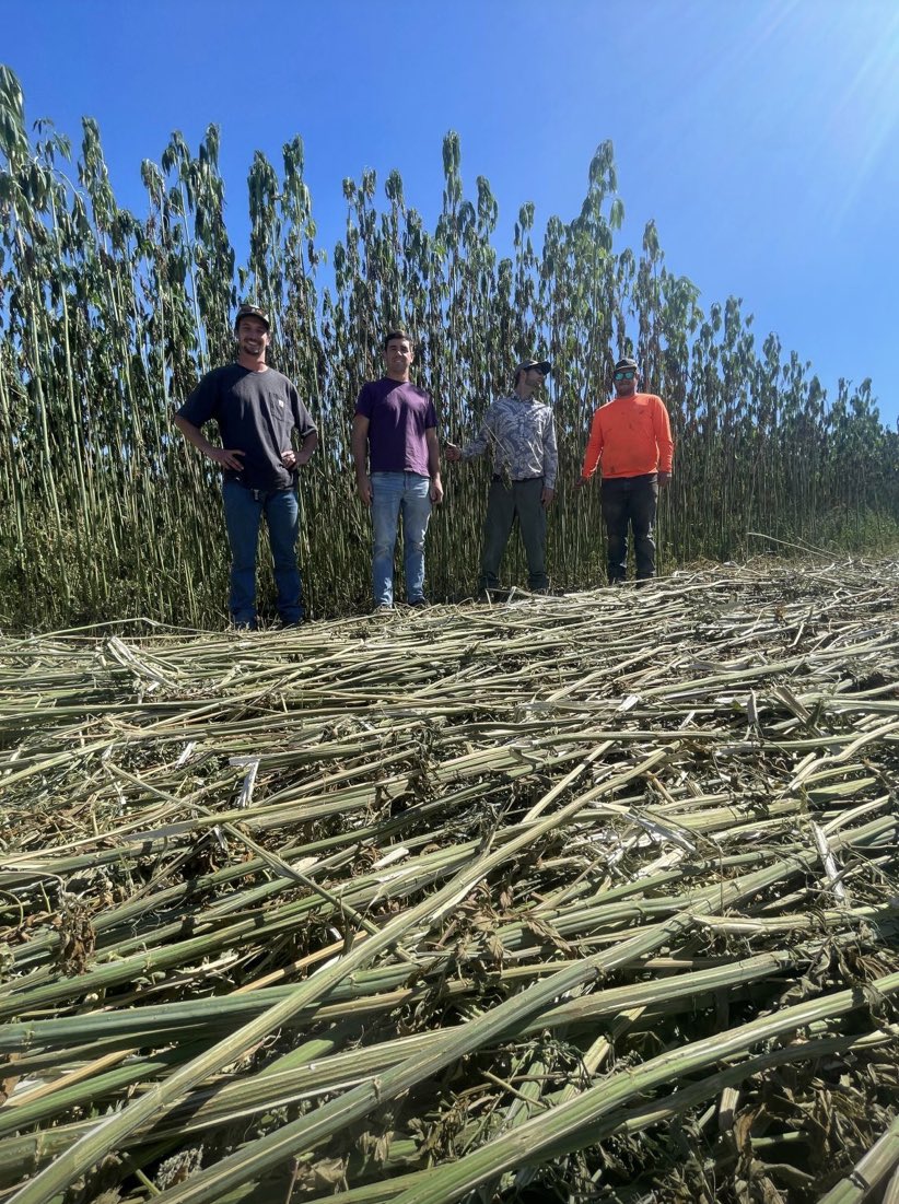 Cosechando el lote de cañamo para fibra. Todavía en estado de ensayo, pero muy interesante cultivo para seguir haciendo.
La demanda es baja, pero hay gente trabajando en eso.

Imagino que sería muy posible producirlo en 🇦🇷 como parte de una rotación