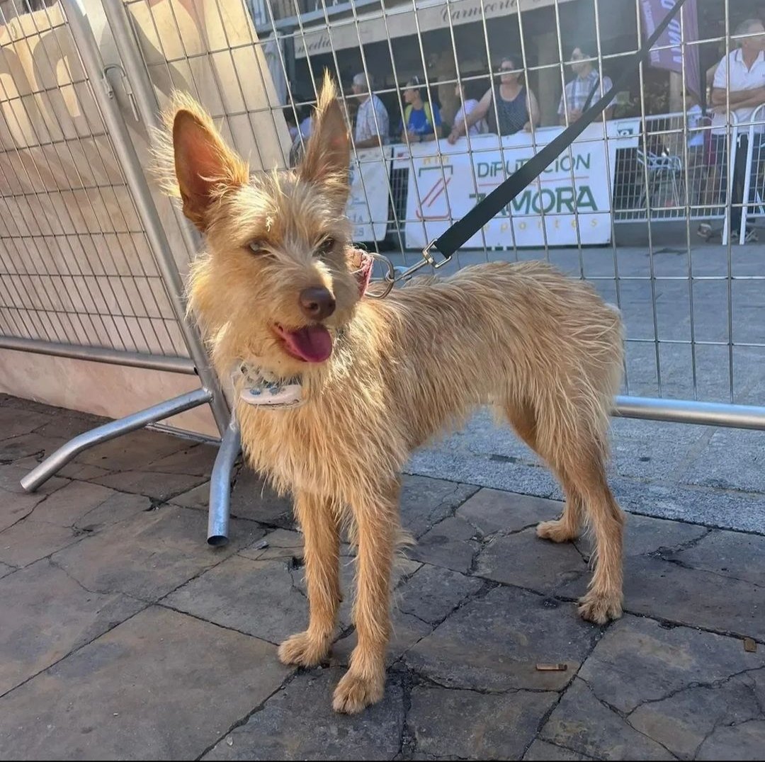 AnimalesToro's tweet photo. Es una rubita preciosa a la que la vida no ha tratado bien.
Necesita #adopcionresponsable
abandonostororefugio@gmail.com
636174256
#adoptable
#AdoptaNoCompres
#acogida
#apadrina
#amadrina https://t.co/eq5GE5GxB4