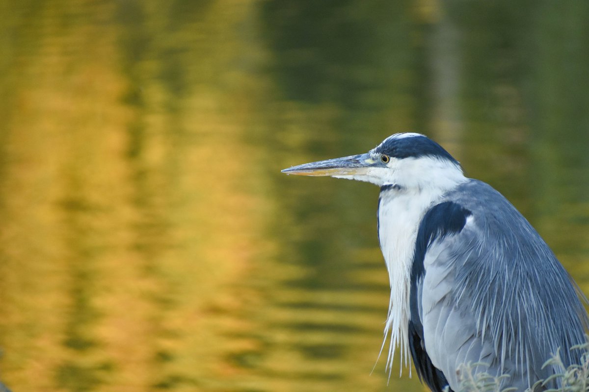 Grey heron - Σταχτοτσικνιάς (Ardea cinerea)