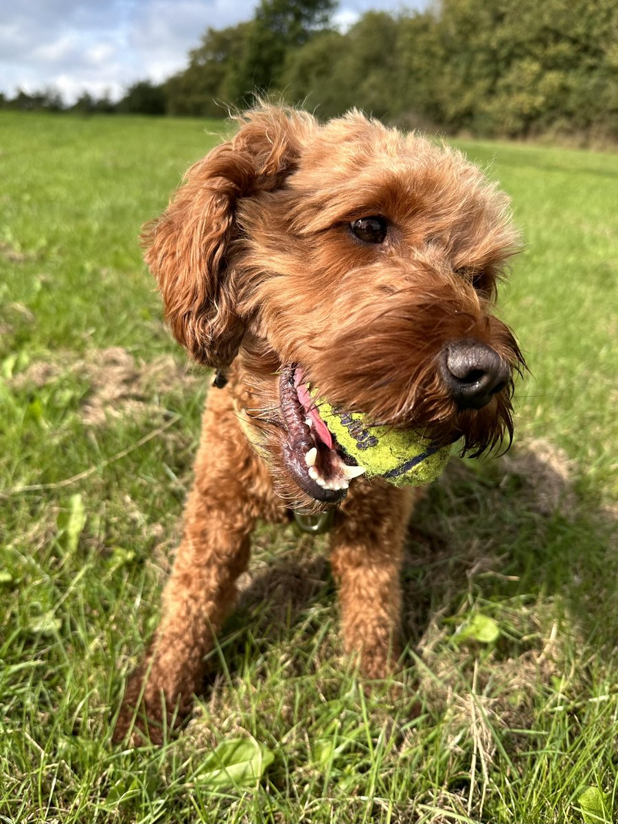 CockapooDaisy's tweet image. It’s been a playing fetch sort of day.