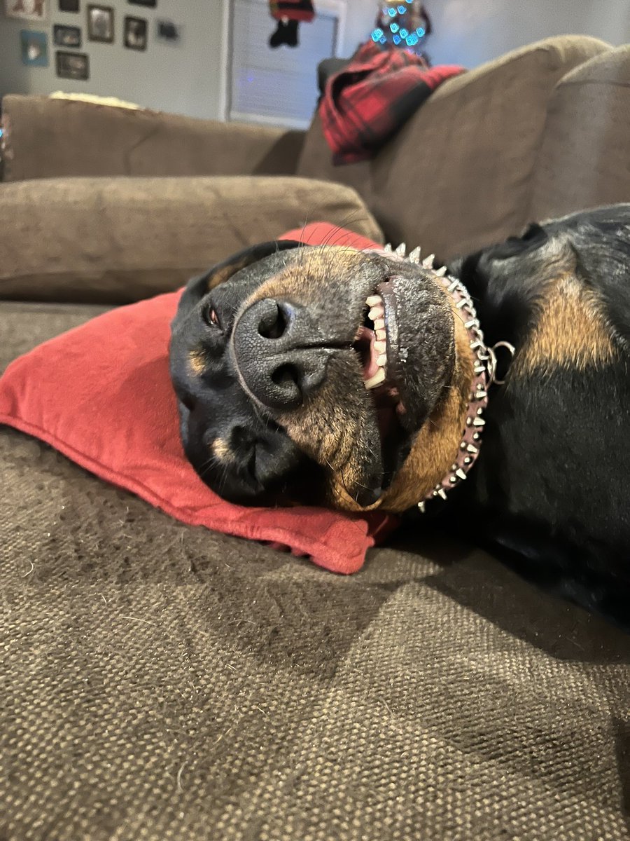 Happy Friday Frenz! #dogsofx #Rottweiler #dogs