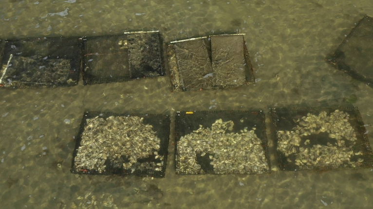 USDAClimateHubs's tweet photo. Curious about the effects of climate change on #aquaculture? The Northeast Climate Hub teamed up with @GMRI to share about impacts such as #oceanacidification and #algalblooms. 
https://t.co/VAAOI7Cv88 https://t.co/PGba9BWHJR