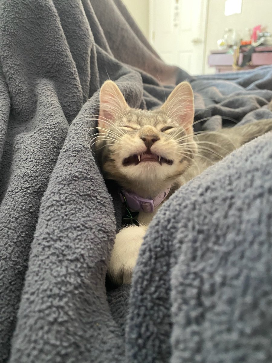 ZootedFS's tweet photo. @ShouldHaveCat Craig https://t.co/WiCLLfS37u