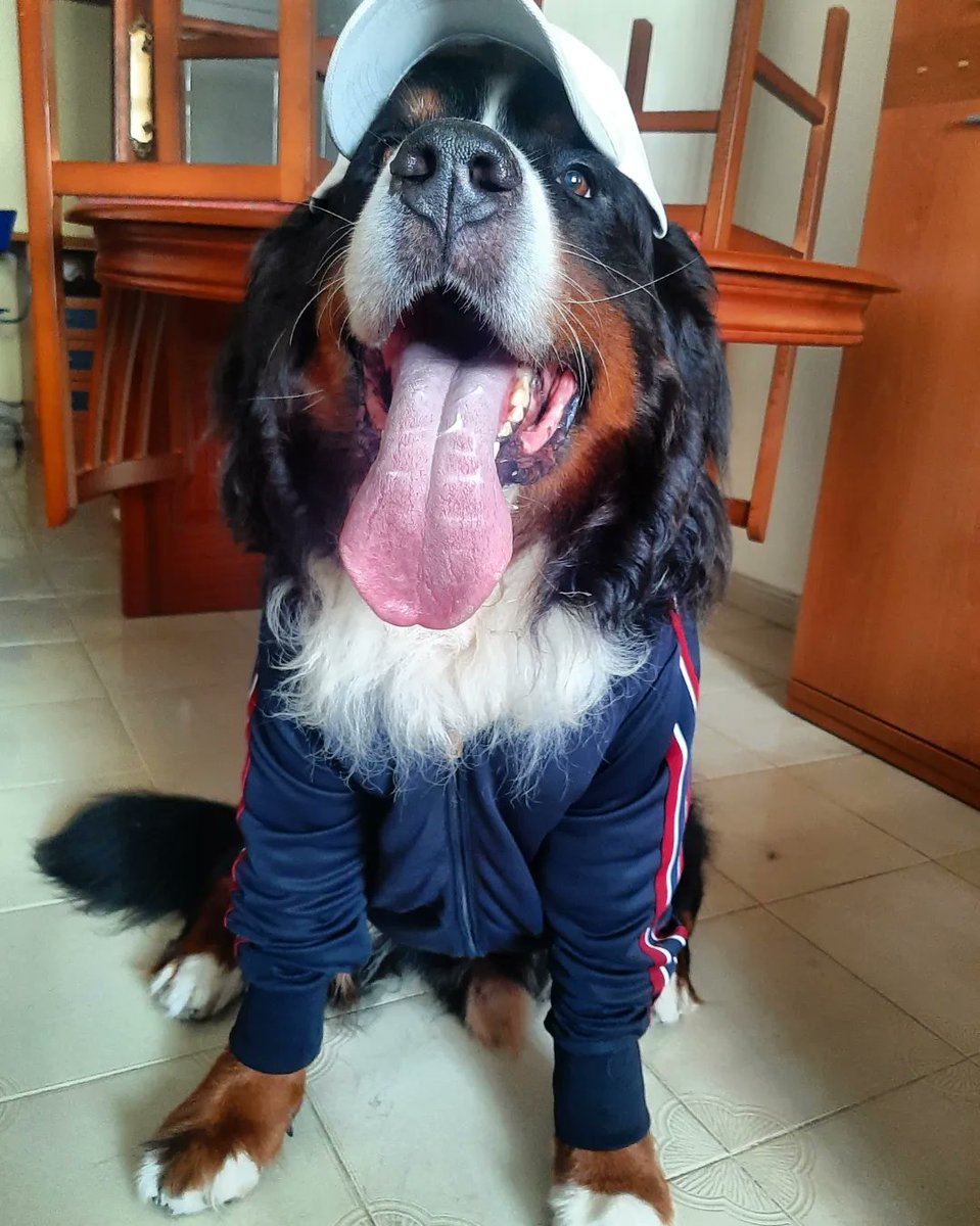 BernerLeo's tweet photo. Back-to-school uniform with a book recommendation for a good laugh.
#billbryson
#dog
#dogsoftwitter
#bernesemountaindog https://t.co/a0aAZov5vb