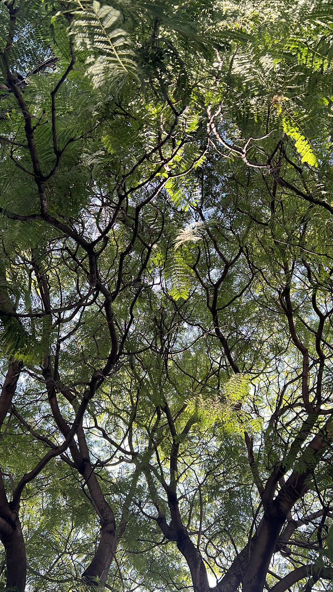 La tranquilidad que te da un árbol. 💚✨