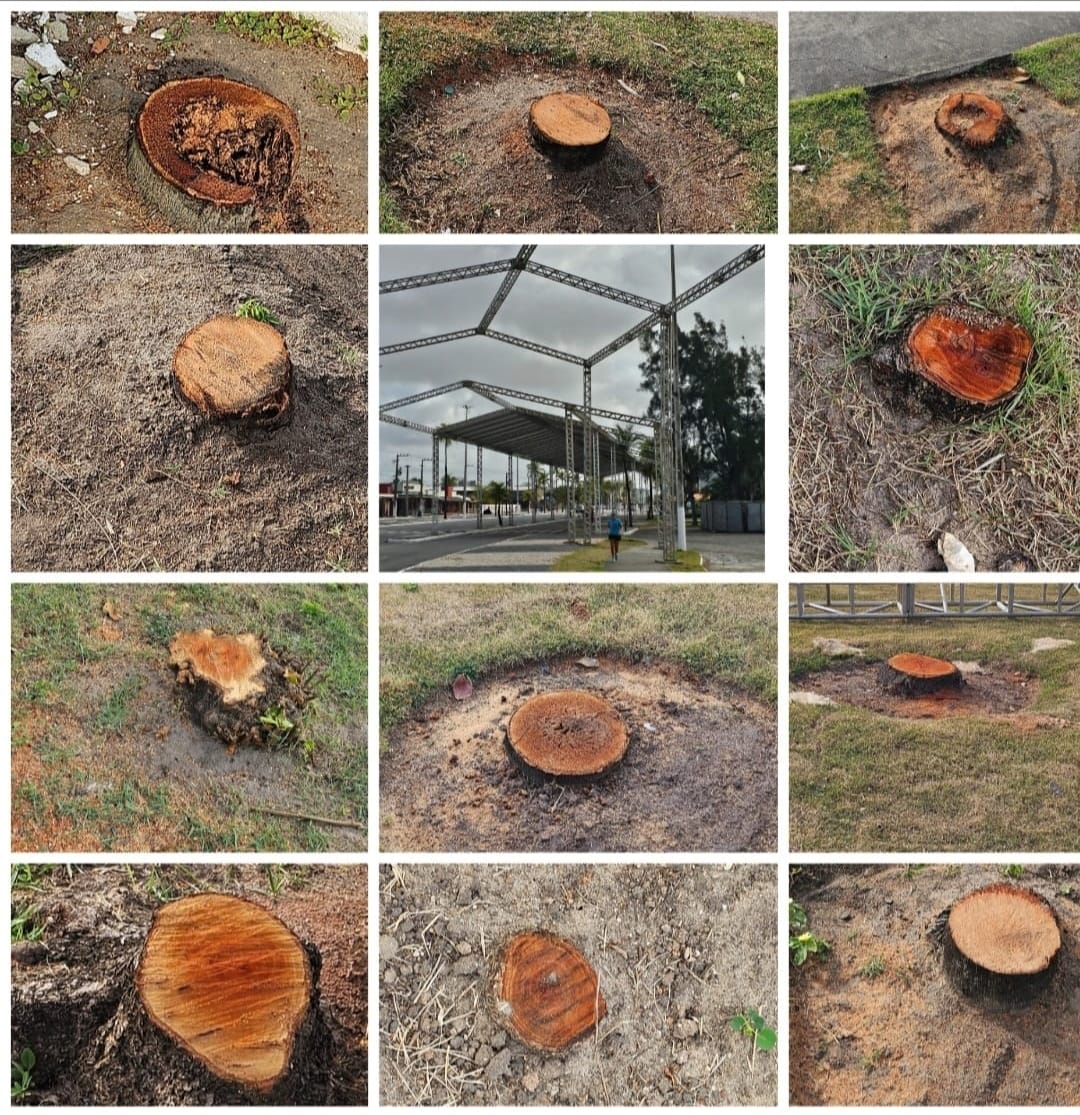 lindabrasilse's tweet photo. ❌🌴 MAIS DERRUBADA DE ÁRVORES! 

Não satisfeito em ter derrubado as árvores da Av. Hermes Fontes, o Prefeito de Aracaju agora sacrifica diversas outras para privilegiar a montagem das estruturas do Pré-Caju, negligenciando as consequências ao meio ambiente! #EdvaldoOdeiaAracaju https://t.co/w5uw4OR5q8