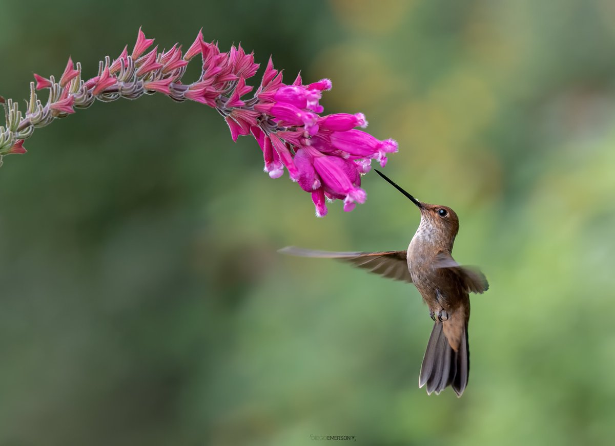 Donde termina la flor comienza el colibrí.