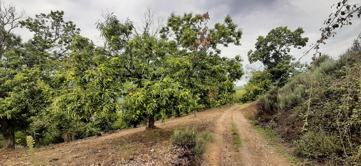 Pascalsano's tweet photo. Chestnut forest on the '#Camino duro', an alternative route to Trabadelo with a steep climb and dangerous descent. The reward is a wonderful landscape to hike through. #Caminodesantiago #Caminofrances https://t.co/mt36XpgSh9