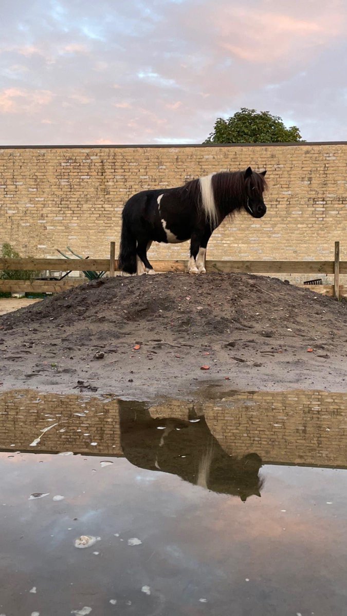 Beter dan duizend woorden
Is één weloverwogen woord
Dat kalmte schept
In wie het hoort.
~ Boeddha ~
