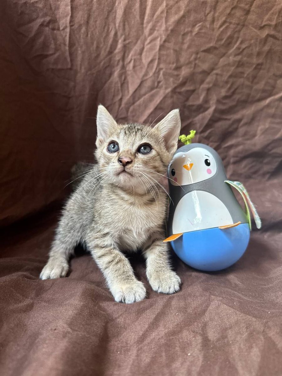 Les presento al nuevo integrante de mi familia.
Mi nieto (un niño de 2 años) lo bautizó como vetevato.
🤣🤣🤣🤣🤣🤣🤣🤣