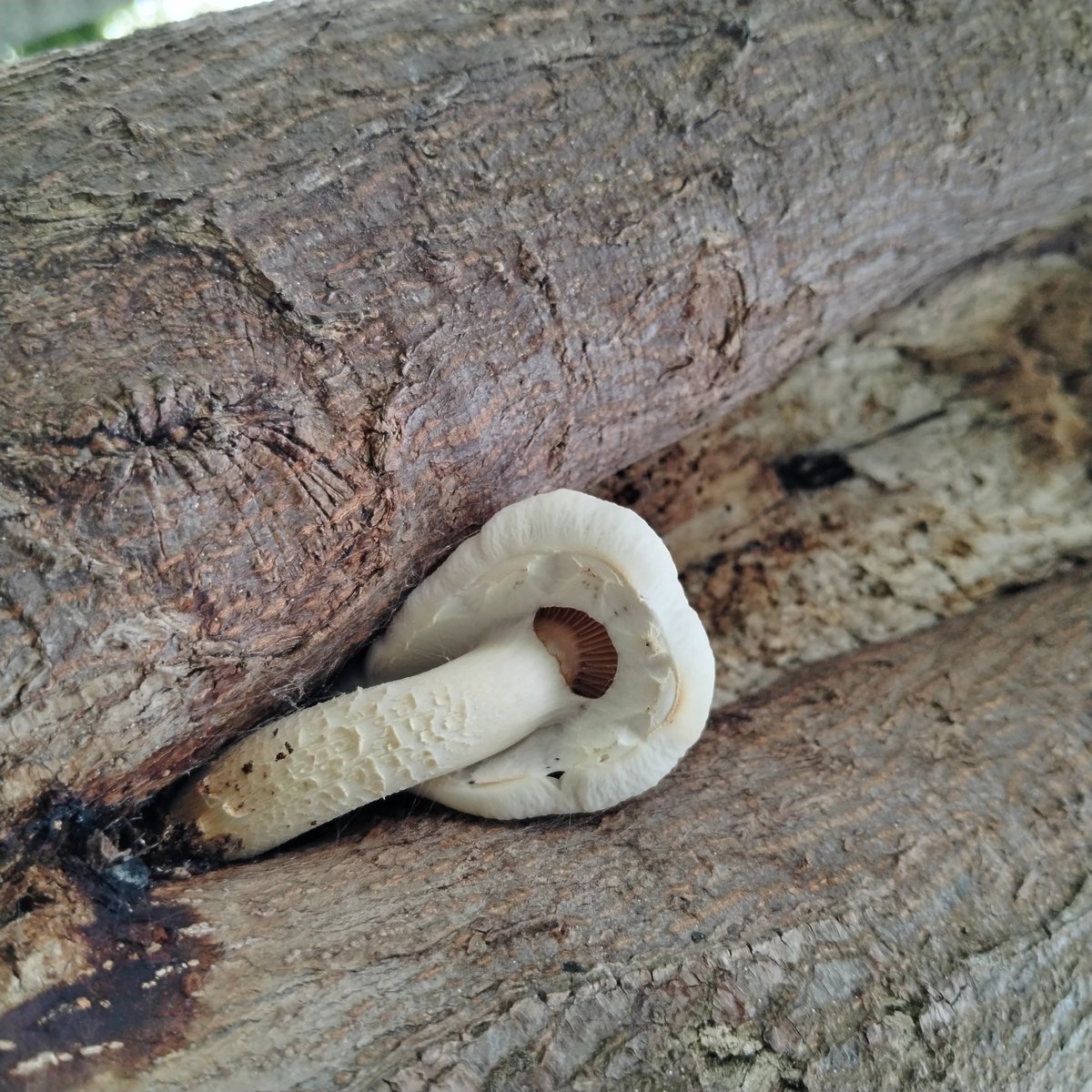 #fungi growing in a #tree

#naturePhotography