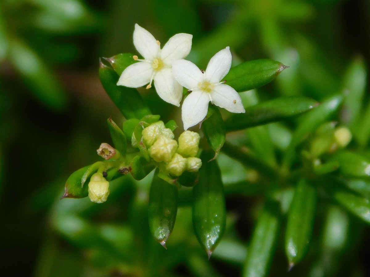 LIFE SEEDFORCE tweet media