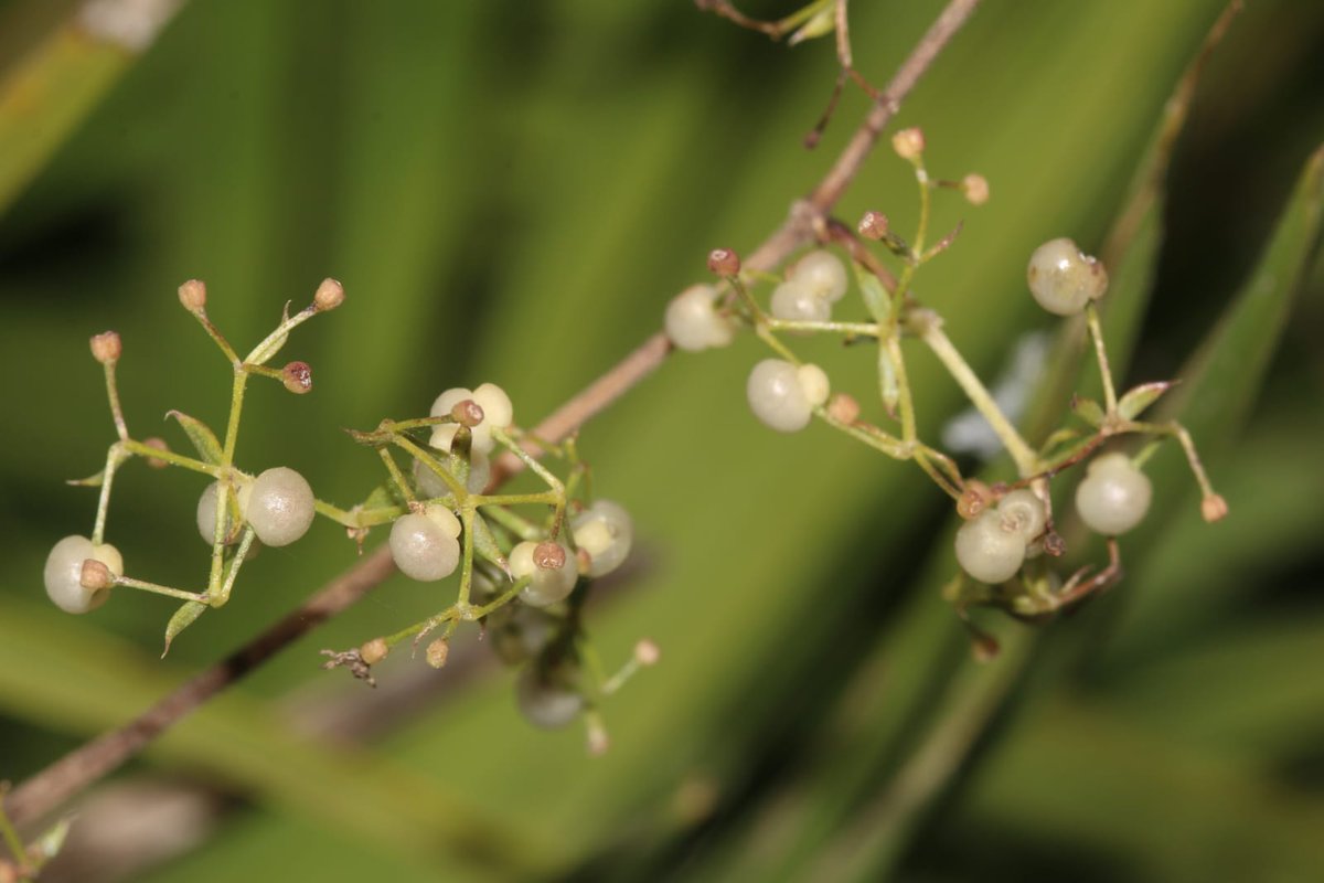 LIFE SEEDFORCE tweet media