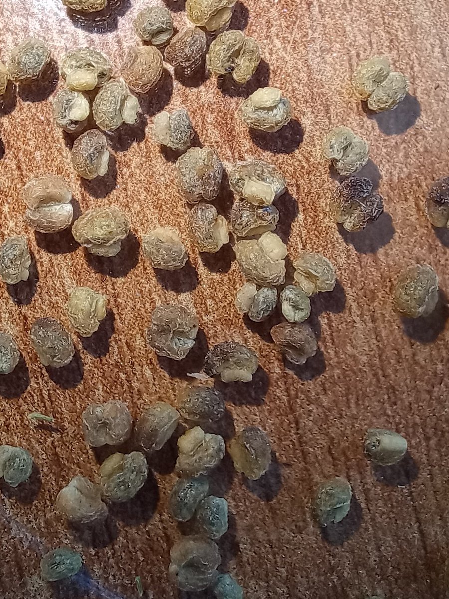 #LIFEproject #LIFEprogramme #SEEDFORCE
𝙂𝙖𝙡𝙞𝙪𝙢 𝙡𝙞𝙩𝙤𝙧𝙖𝙡𝙚 Guss. è una specie rarissima endemica della Sicilia sud-occidentale: durante il primo anno sono stati identificati 18 popolamenti nel territorio in provincia di Trapani.