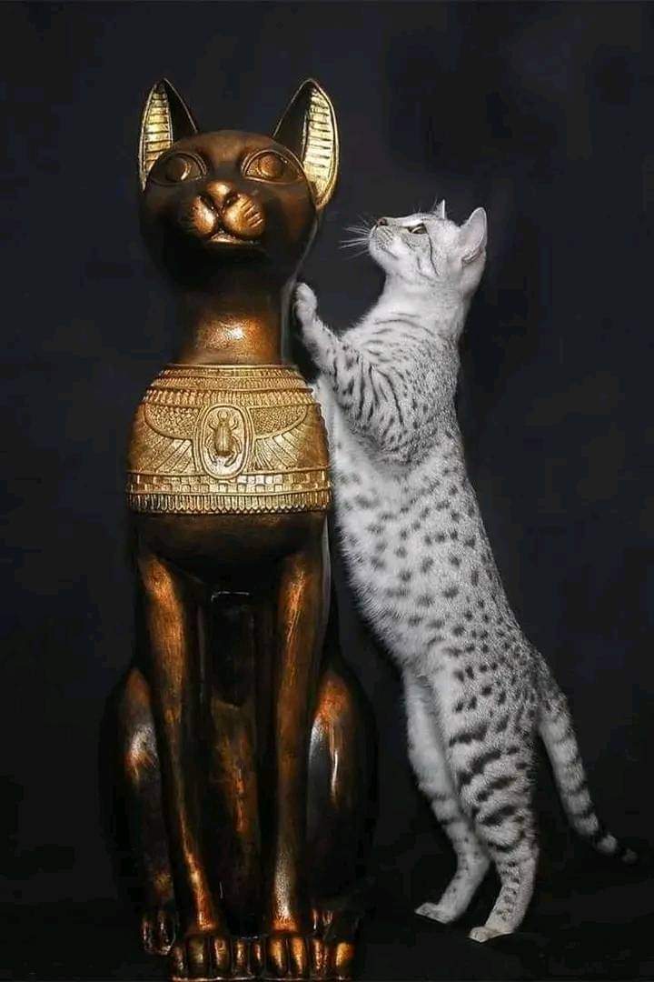 A beautiful and wonderful shot from the photographer of the Ancient Egyptian Museum