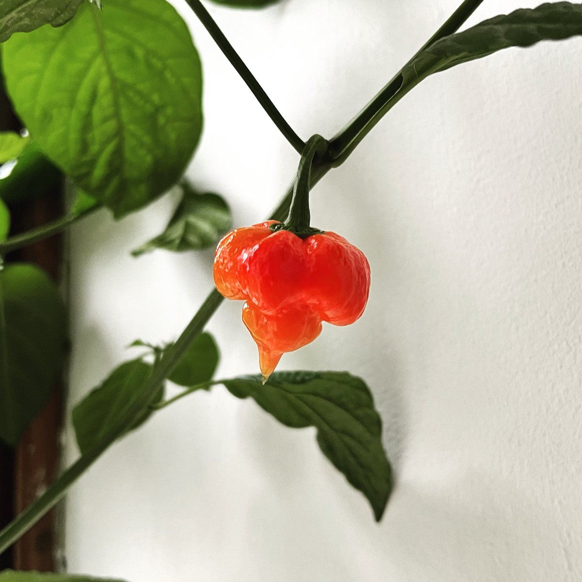 Thrilled to see my homegrown Butch T Scorpions ripening! It's been a year since I planted the seeds!