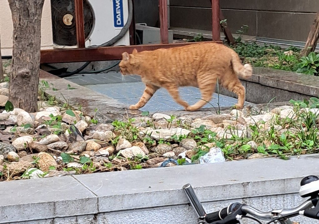 뭔가 멋졌던 고양이..ㅋㅋ