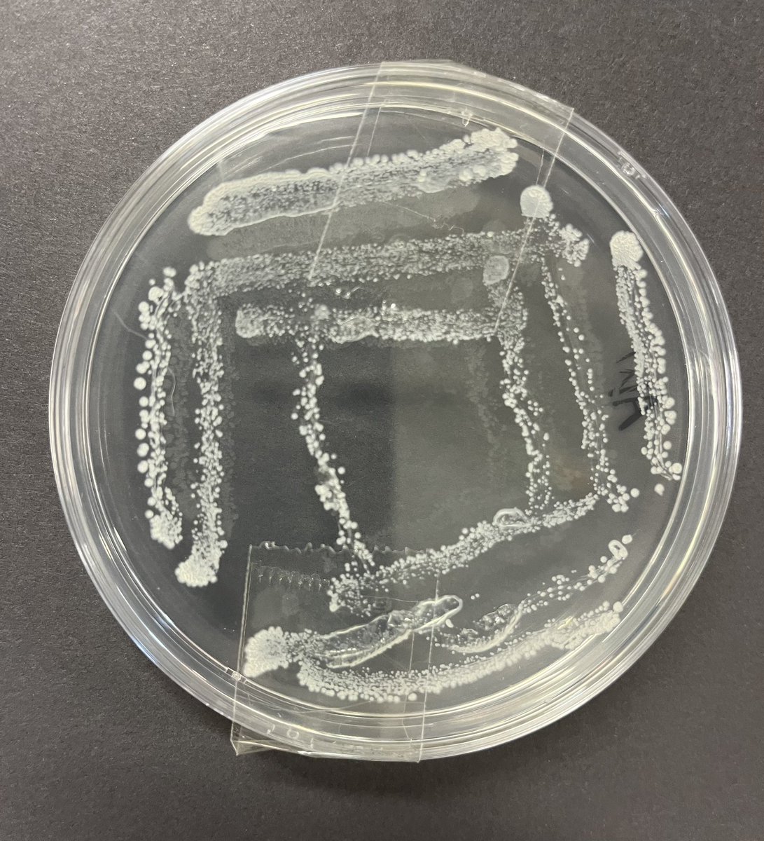 bhs_biodept's tweet image. Year 10 biologists have been learning how to carry out aseptic technique effectively to transfer a bacterial culture to an agar plate. This streak plate showed no contamination so well done to Abigail for her exemplary technique!