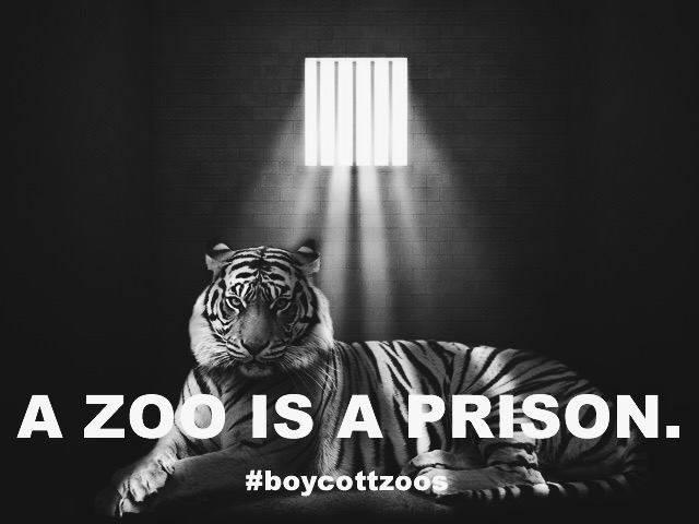 marillion13's tweet photo. Bosco the Bear Has Died, but Other Animals Need Your Help—Take Action! On a vacation organized by the church I saw bears in a concrete pit at the Bern zoo in Switzerland and felt so sorry for them as a child...
#BoycottZoos & sign/share, #RIPBosco.
https://t.co/jc7OzSDZOn
@peta https://t.co/GO8FNod1cw