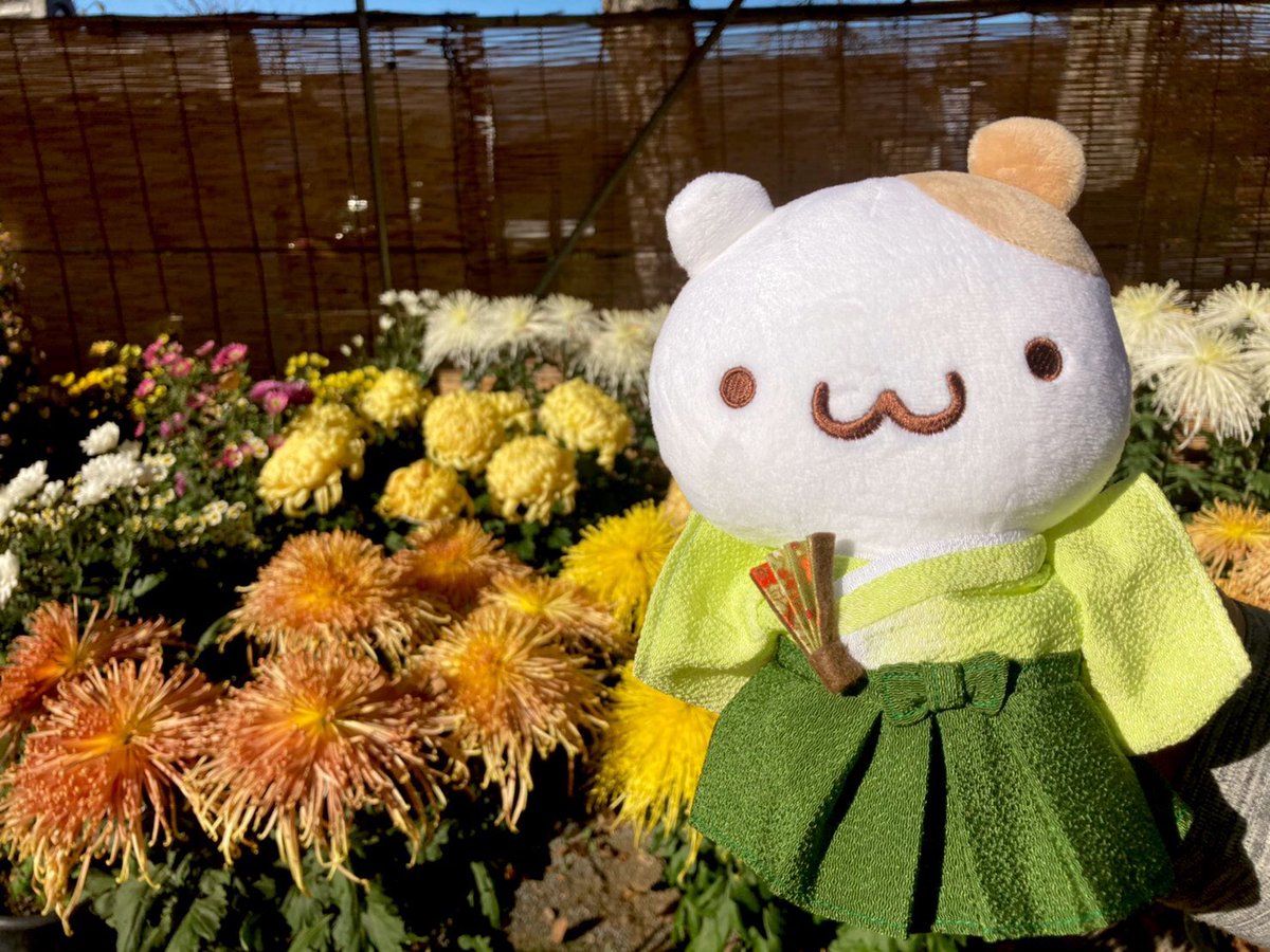 🐶ぽむぽむはるたん🐹 tweet media