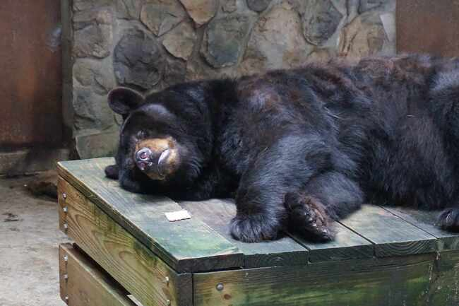 marillion13's tweet photo. Bosco the Bear Has Died, but Other Animals Need Your Help—Take Action! On a vacation organized by the church I saw bears in a concrete pit at the Bern zoo in Switzerland and felt so sorry for them as a child...
#BoycottZoos & sign/share, #RIPBosco.
https://t.co/jc7OzSDZOn
@peta https://t.co/GO8FNod1cw