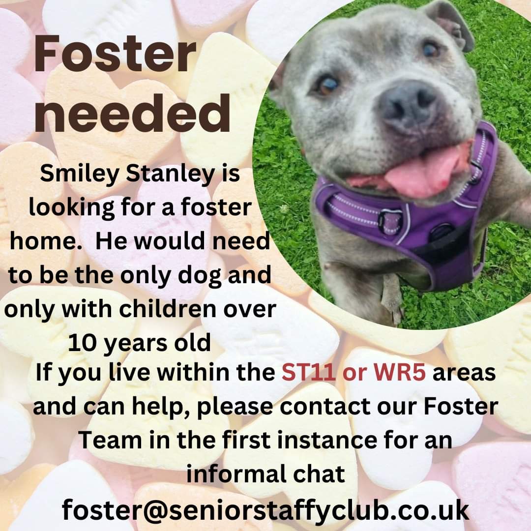 SeniorStaffy's tweet image. Can anyone help please? 
We are looking for a foster home for our gorgeous little hippo boy Stanley. It would need to be pet free and with children 10 years plus. If you can help, please drop us a line, thank you!
seniorstaffyclub.co.uk/foster-a-staff… #stokeontrent #Staffordshire #fosterfirst