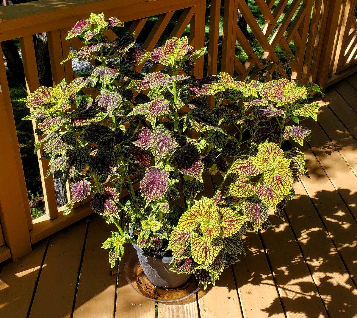 And this Coleus Plant is looking very good under these bright blue skies as well!